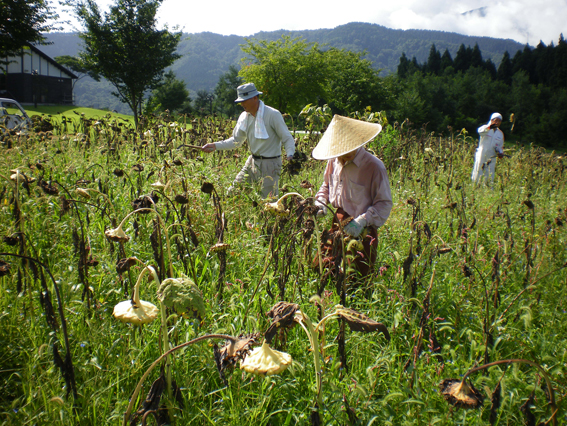 ひまわりの収穫 福井県大野市の阪谷地区で農産物を加工 栽培しています