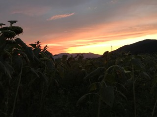 IMG_1429.jpg