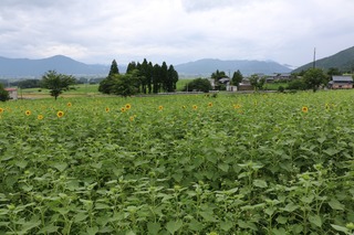 IMG_4459.jpg