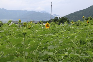 IMG_4460.jpg